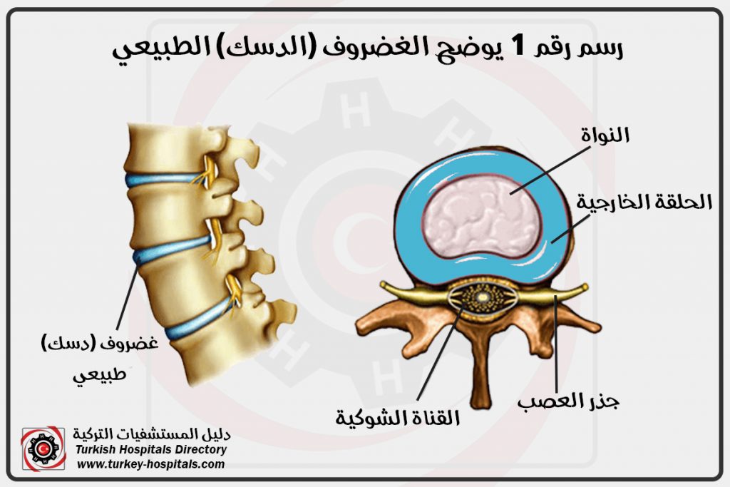 القرص الغضروفي الطبيعي